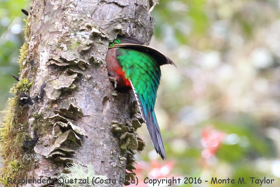 Resplendent Quetzal -winter female- (Savegre, Costa Rica)