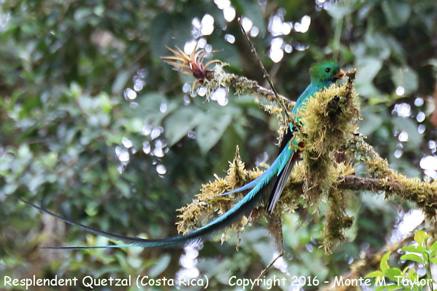 Resplendent Quetzal -winter male- (Savegre, Costa Rica)
