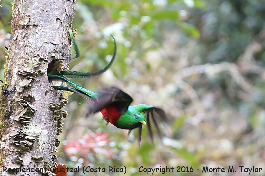 Resplendent Quetzal -winter male- (Savegre, Costa Rica)