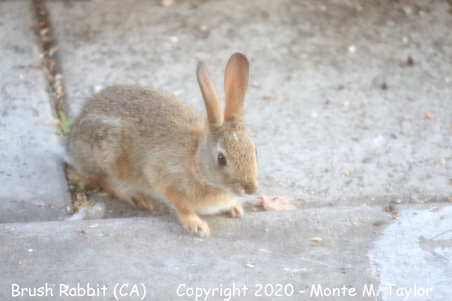 Brush Rabbit -spring- (California)