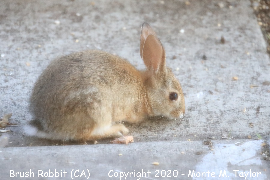 Brush Rabbit -spring- (California)