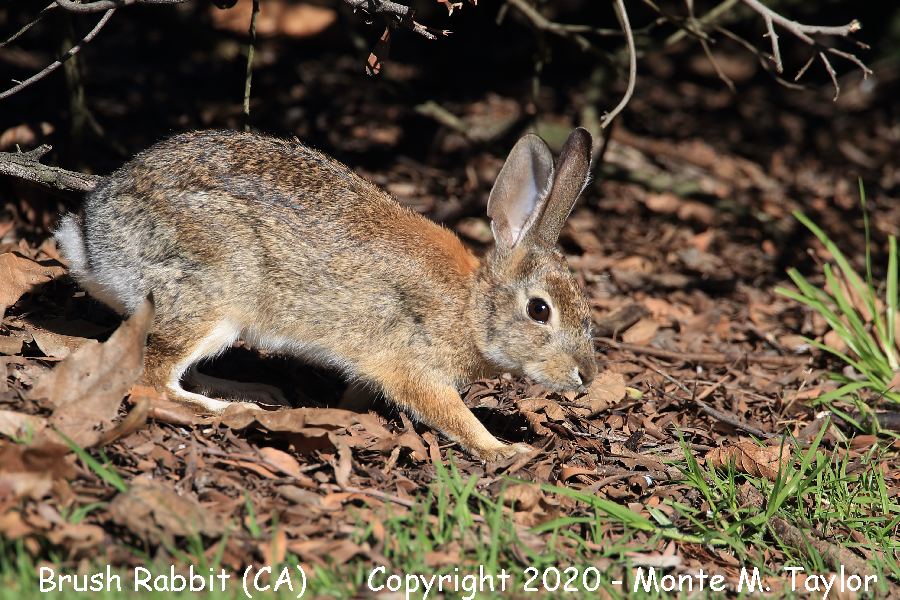 Brush Rabbit -winter- (California)