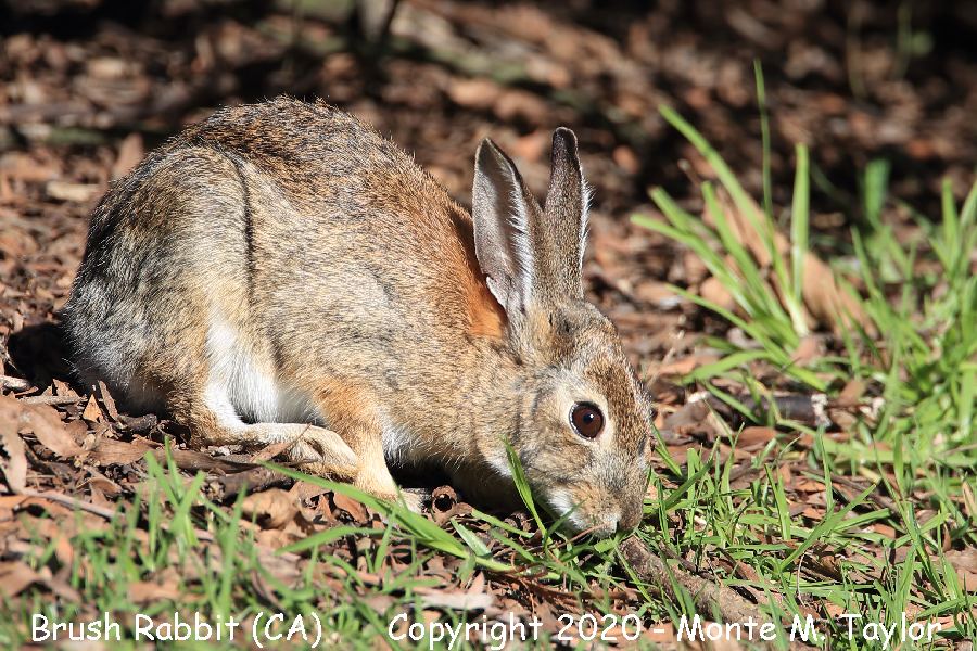 Brush Rabbit -winter- (California)