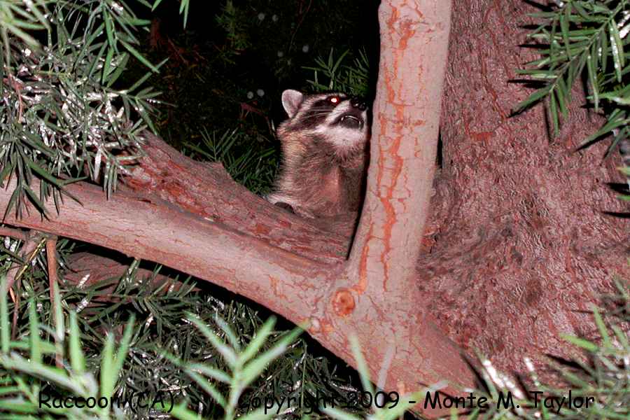 Raccoon (California)