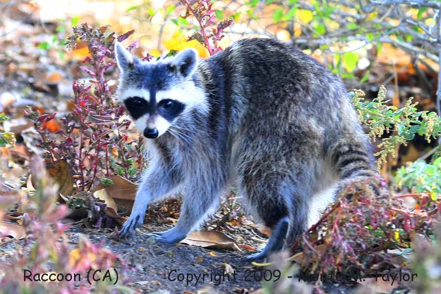 Raccoon -winter- (California)