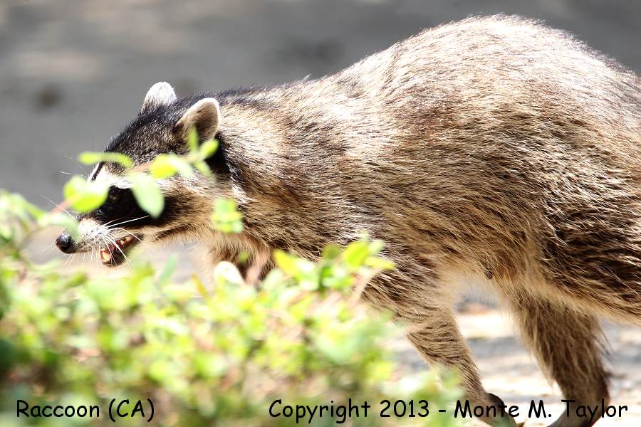 Raccoon -summer- (California)