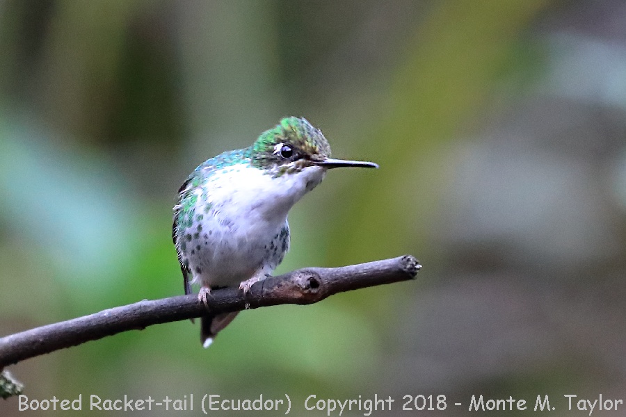 Booted Racket-tail -November Female- (Alambi, Ecuador)