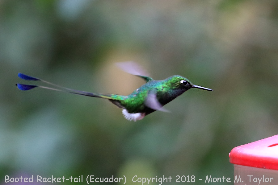 Booted Racket-tail -November Male- (Alambi, Ecuador)