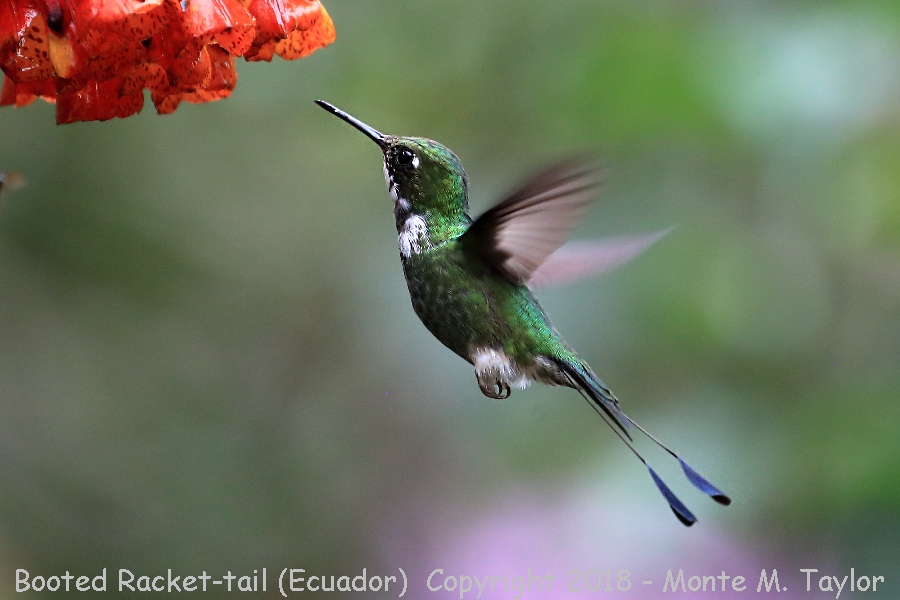 Booted Racket-tail -November young Male- (Alambi, Ecuador)