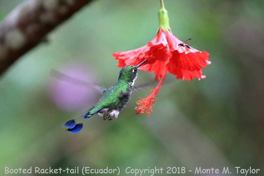 Booted Racket-tail -November young Male- (Alambi, Ecuador)