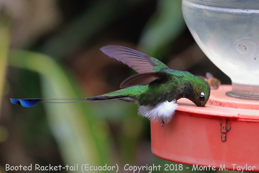 Booted Racket-tail -November Male- (Alambi, Ecuador)