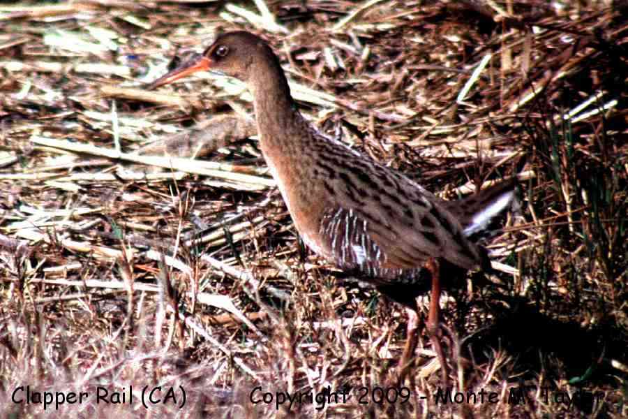 Ridgway's (mislabeled Clapper Rail due to species split) -summer light-footed race- (California)