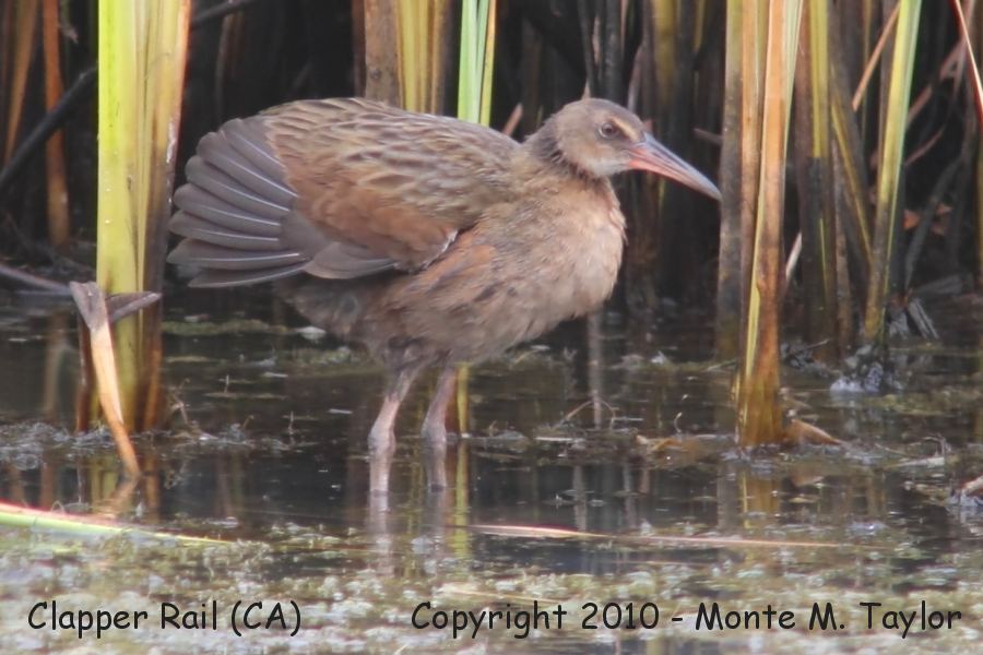 Ridgways Rail (previously split from Clapper) -summer light-footed race- (California)