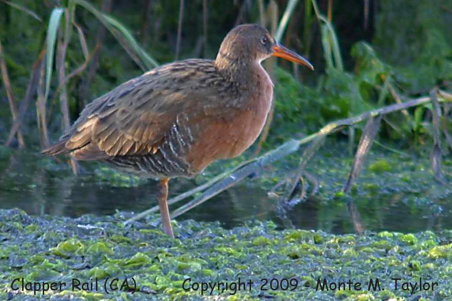 Ridgways Rail (previously split from Clapper) -winter light-footed race- (California)