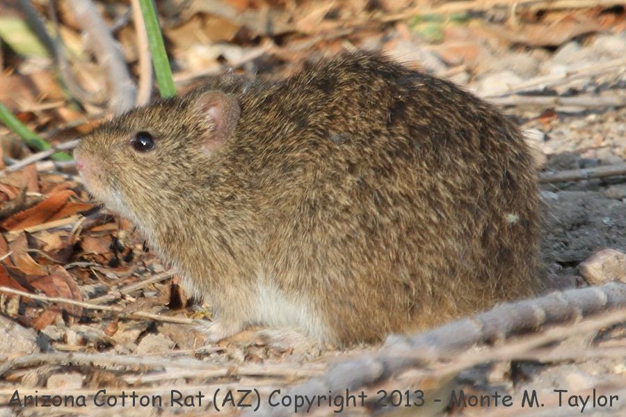 Arizona Cotton Rat -summer- (Arizona)