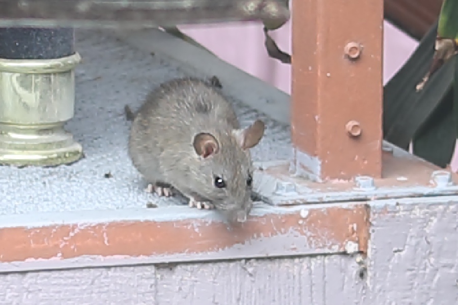 Wood Rat -summer- (California)
