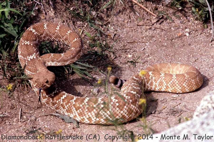 Diamondback Rattlesnake -spring- (California)