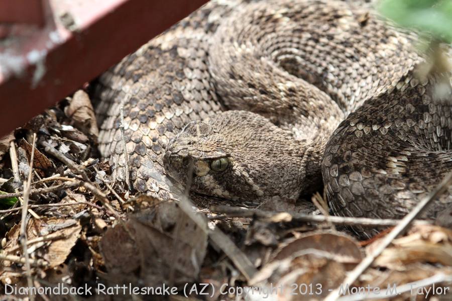 Diamondback Rattlesnake -summer- (Arizona)