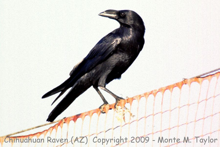 Chihuahuan Raven -spring- (Arizona)
