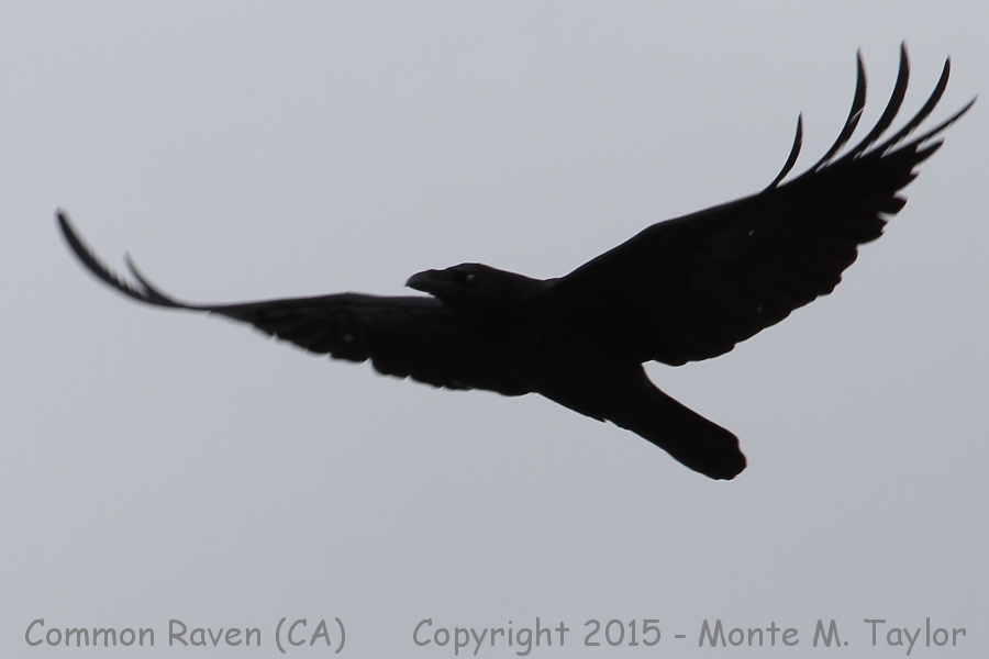 Common Raven -winter- (California)