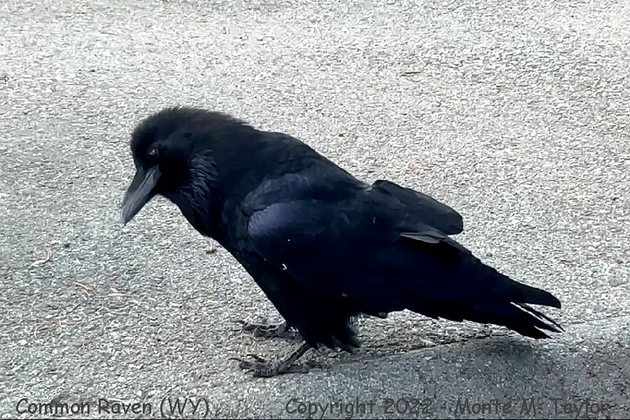 Common Raven -fall- (Yellowstone National Park, Wyoming)