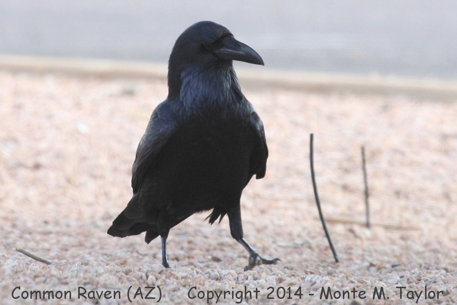 Common Raven -winter- (Arizona)