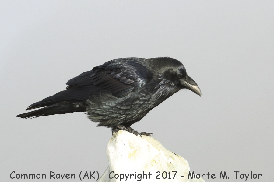 Common Raven -summer- (Gambell, Alaska)