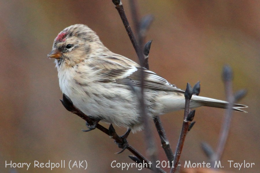 Redpoll -summer male- (Teller, Alaska)