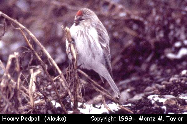 Hoary Redpoll -spring- (Gambell, St. Lawrence Island, Alaska)