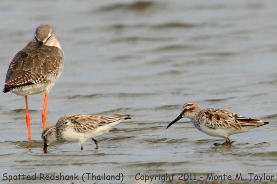 Spotted Redshank with Broad-billed Sandpipers -winter- (Petchaburi, Thailand)