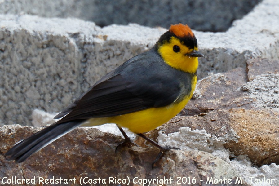 Collared Redstart -winter- (Savegre, Costa Rica)