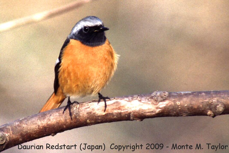 Daurian Redstart -spring- (Japan)
