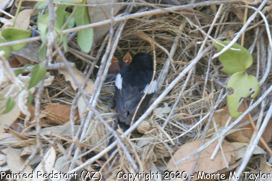 Painted Redstart -nest and chicks- (Arizona)
