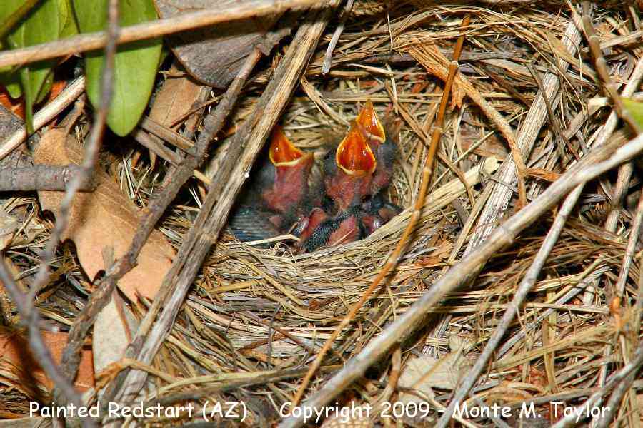 Painted Redstart -nest- (Arizona)