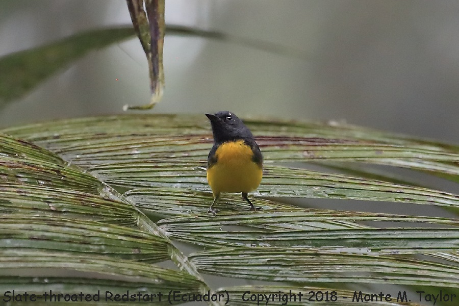 Slate-throated Redstart -November- (Milpe, Ecuador)