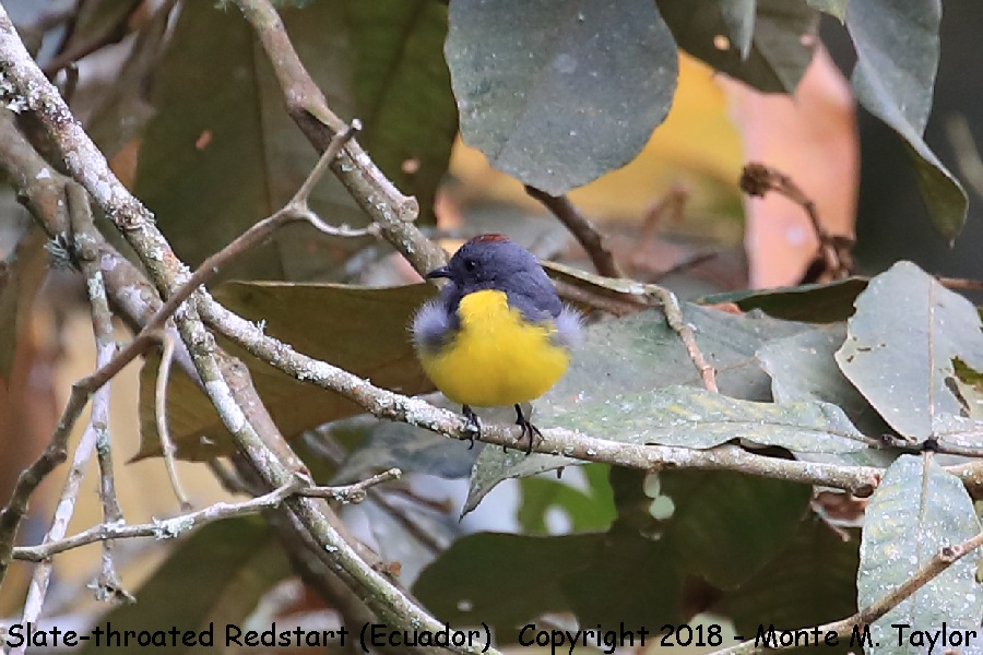 Slate-throated Redstart -November- (Tandayapa, Ecuador)