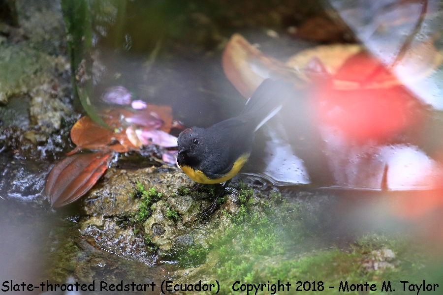 Slate-throated Redstart -November- (San Tadeo, Ecuador)