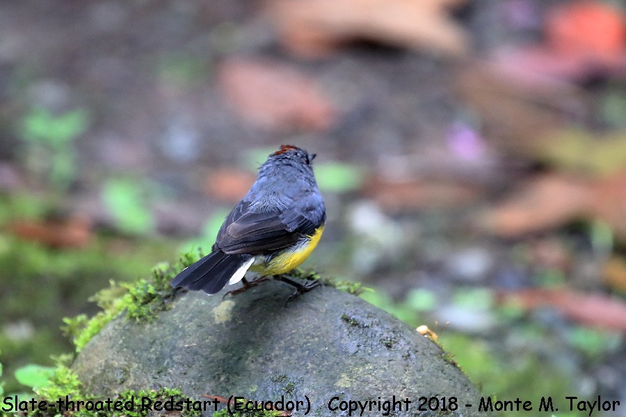 Slate-throated Redstart -November- (San Tadeo, Ecuador)