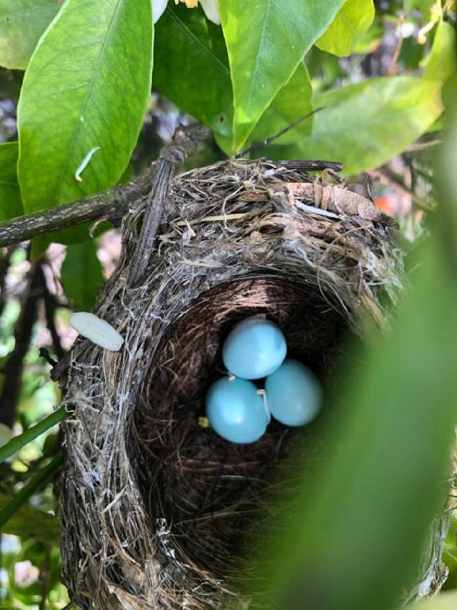 American Robin Nest & Eggs