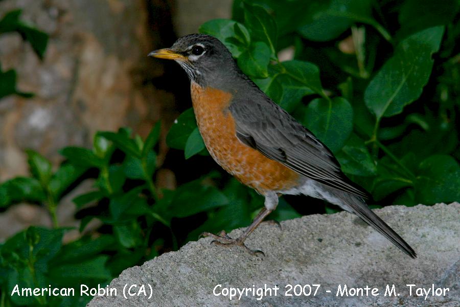 American Robin -spring- (California)