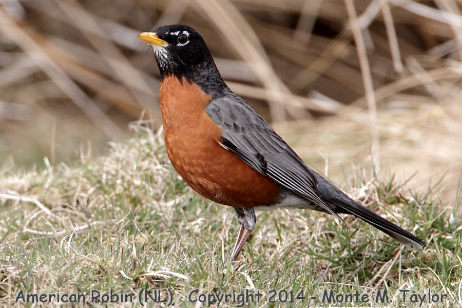 American Robin -spring- (Newfoundland, Canada)