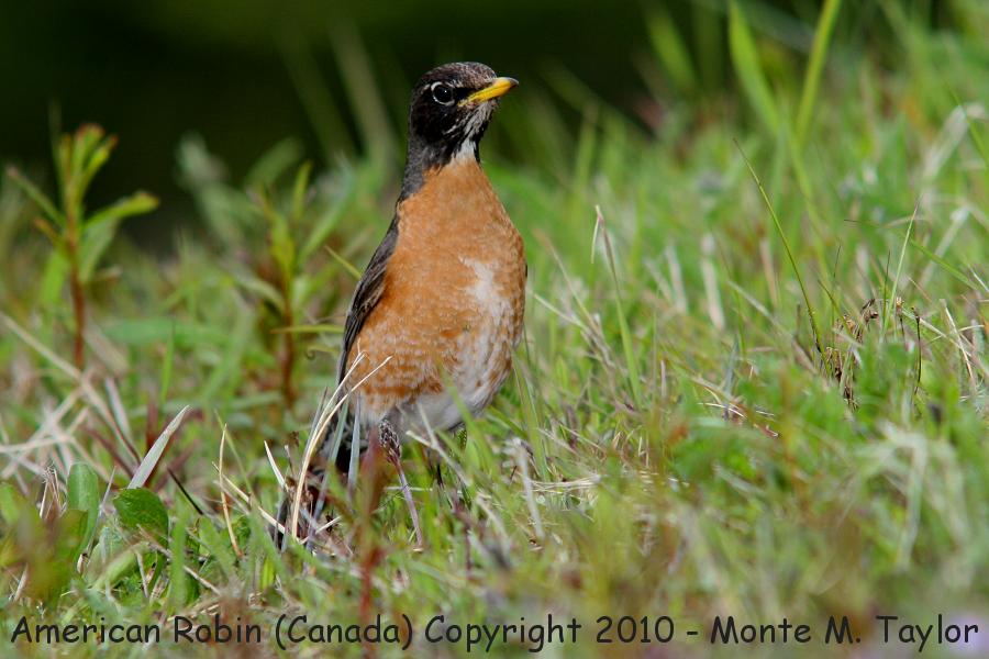 American Robin -summer- (Churchill, Manitoba, Canada)