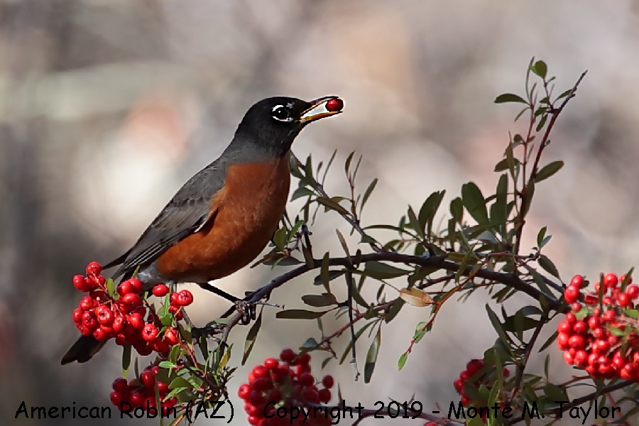 American Robin -winter- (Arizona)
