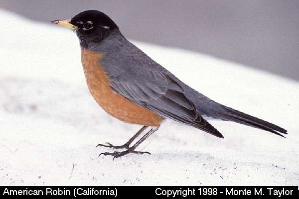 American Robin -winter- (California)