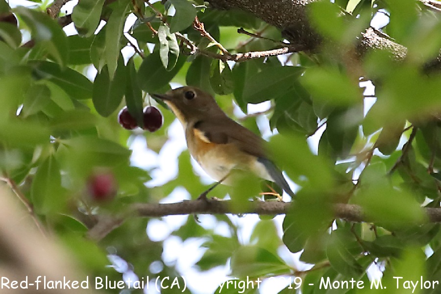 Red-flanked Bluetail -20190118- (Los Angeles, California)