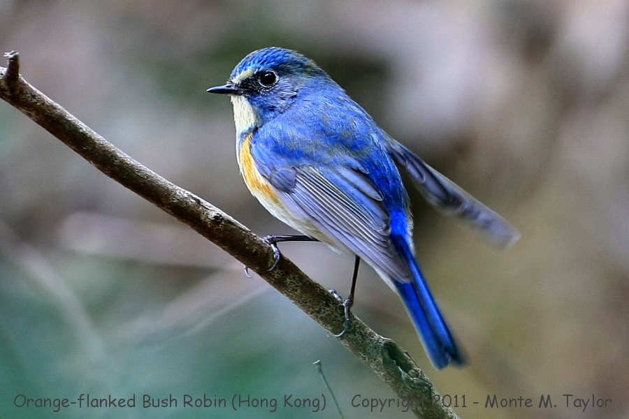 Red-flanked Bluetail -winter male- [also known as Orange-flanked Bush Robin] (Hong Kong)