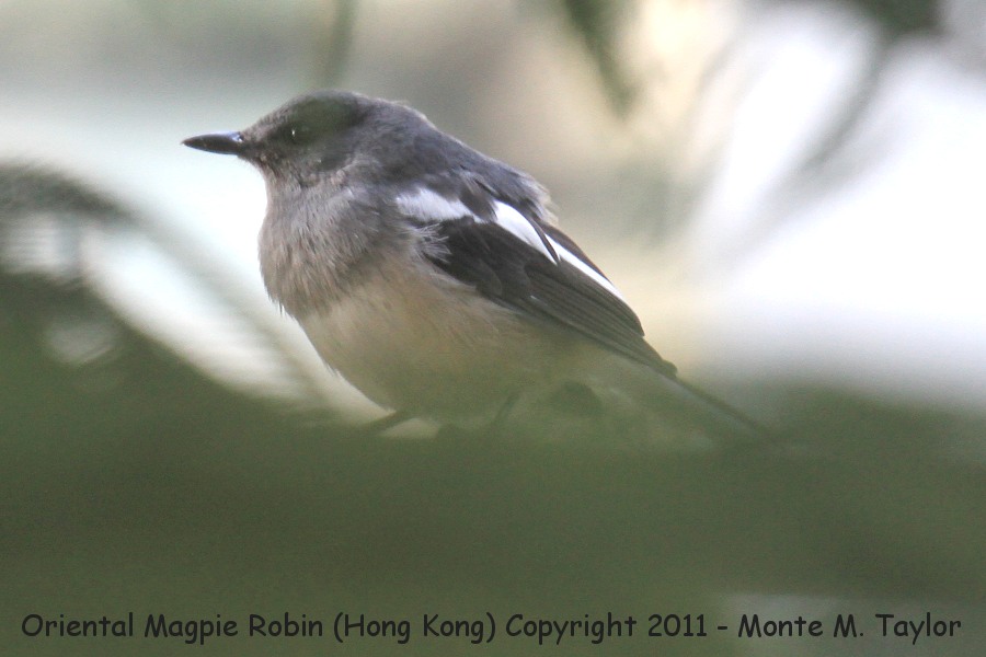 Oriental Magpie Robin -winter juvenile- (Hong Kong)
