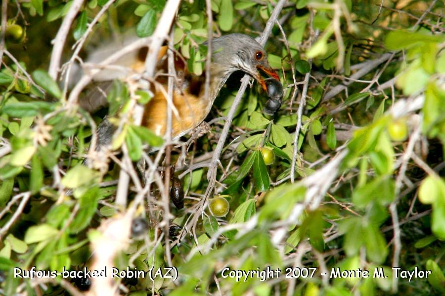 Rufous-backed Robin -winter- (Arizona)
