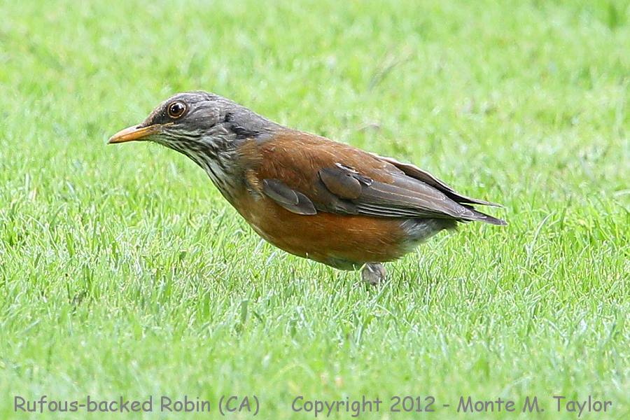 Rufous-backed Robin -winter- (Chiriaco Summit, California)