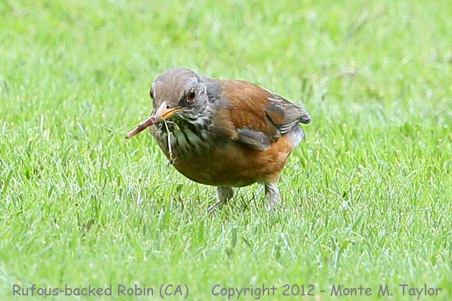 Rufous-backed Robin -winter- (Chiriaco Summit, California)